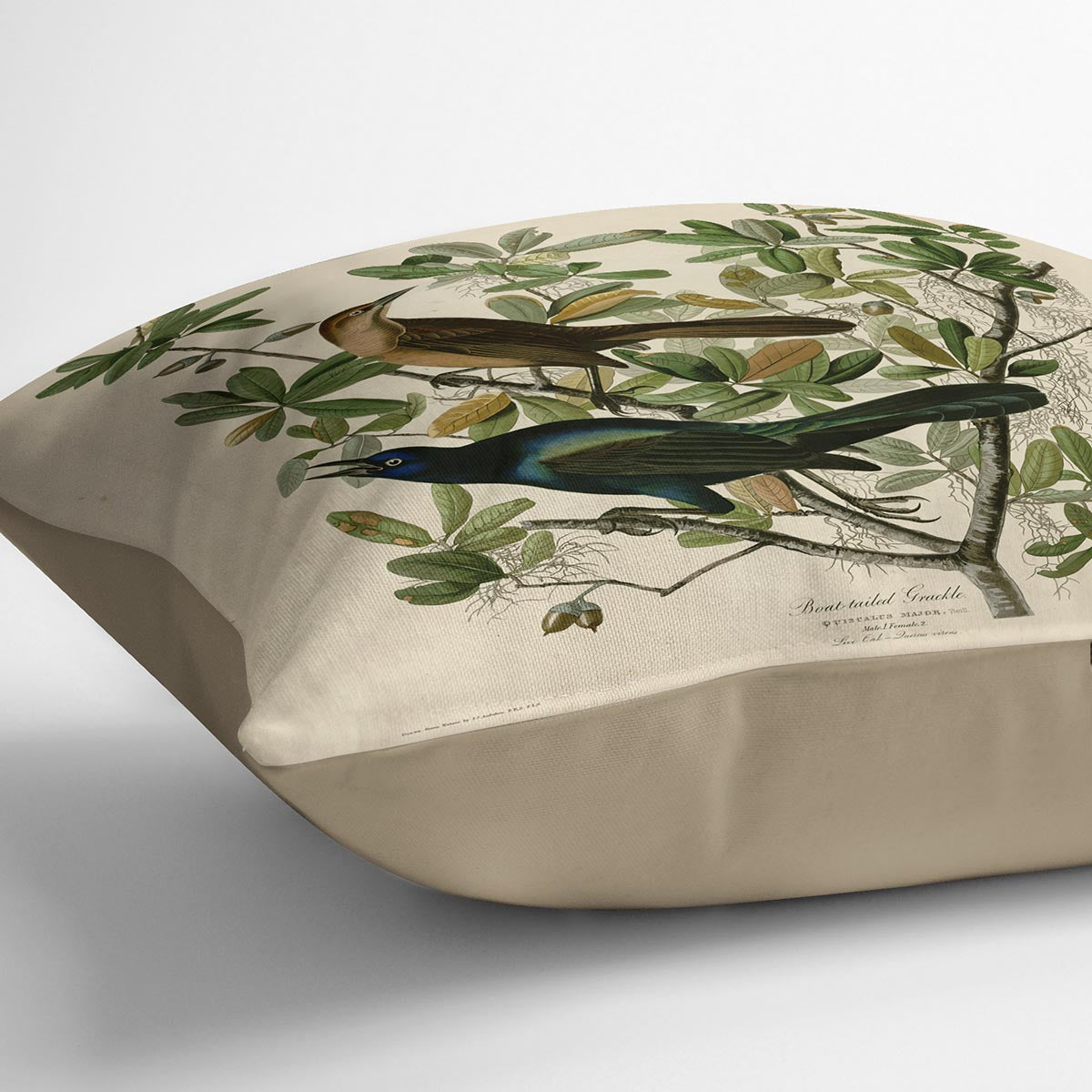 Boat tailed Grackle by Audubon Cushion