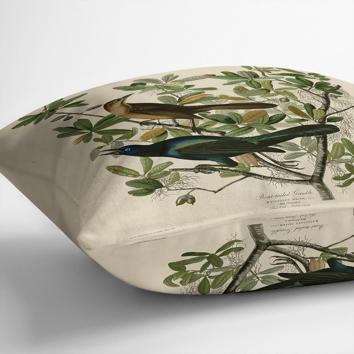 Boat tailed Grackle by Audubon Cushion