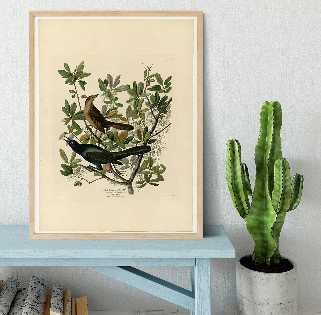 Boat tailed Grackle by Audubon Framed Print - Canvas Art Rocks - 4