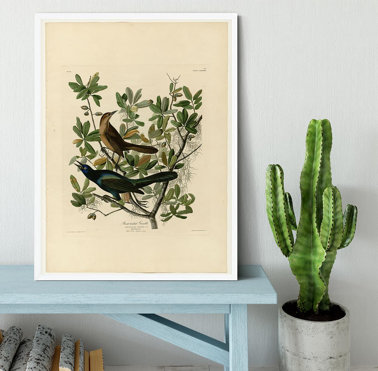 Boat tailed Grackle by Audubon Framed Print - Canvas Art Rocks -6