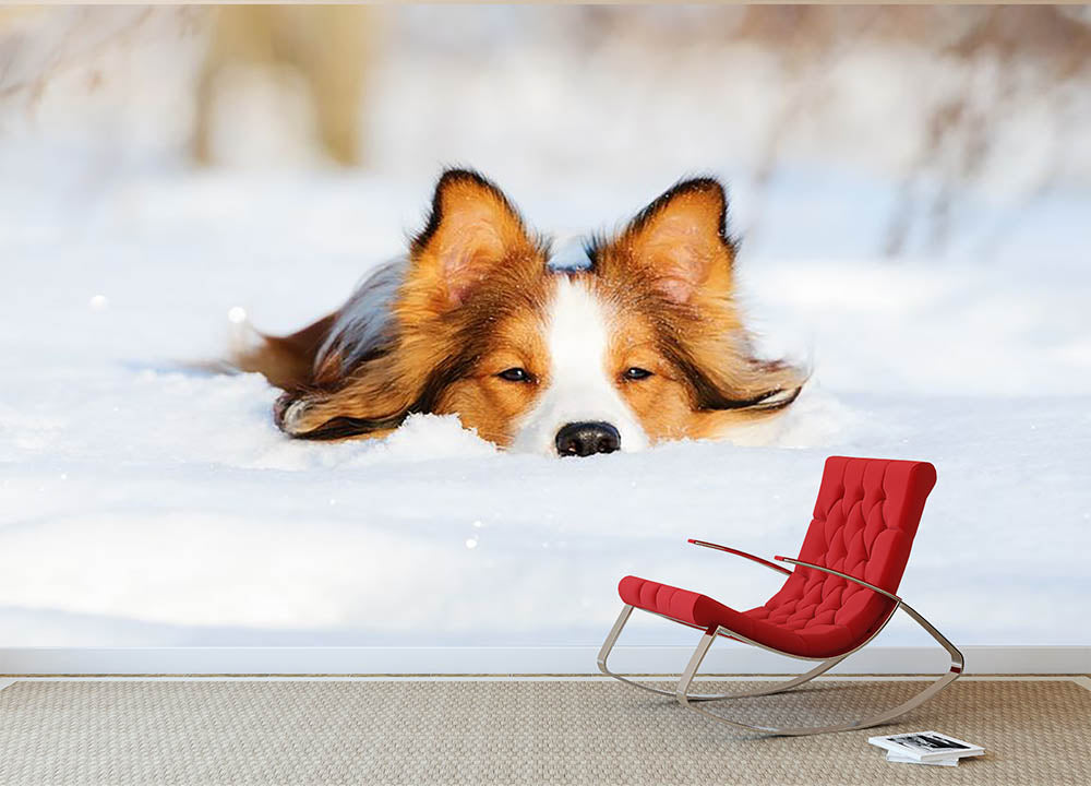 Border collie puppy 1 year old in winter Wall Mural Wallpaper - Canvas Art Rocks - 2