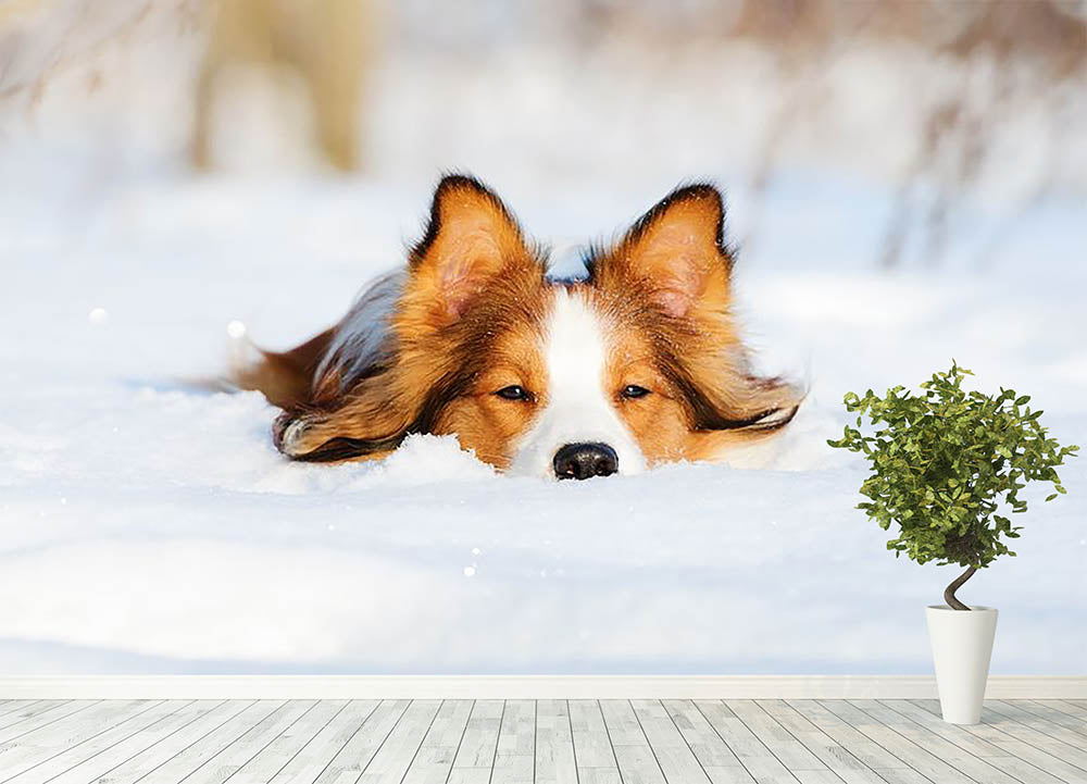 Border collie puppy 1 year old in winter Wall Mural Wallpaper - Canvas Art Rocks - 4