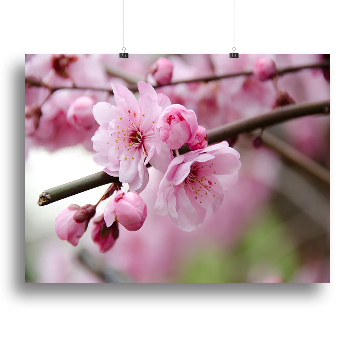 Broken blooming cherry branch Canvas Print or Poster - Canvas Art Rocks - 2
