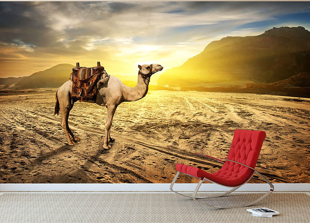 Camel in sandy desert near mountains at sunset Wall Mural Wallpaper - Canvas Art Rocks - 2