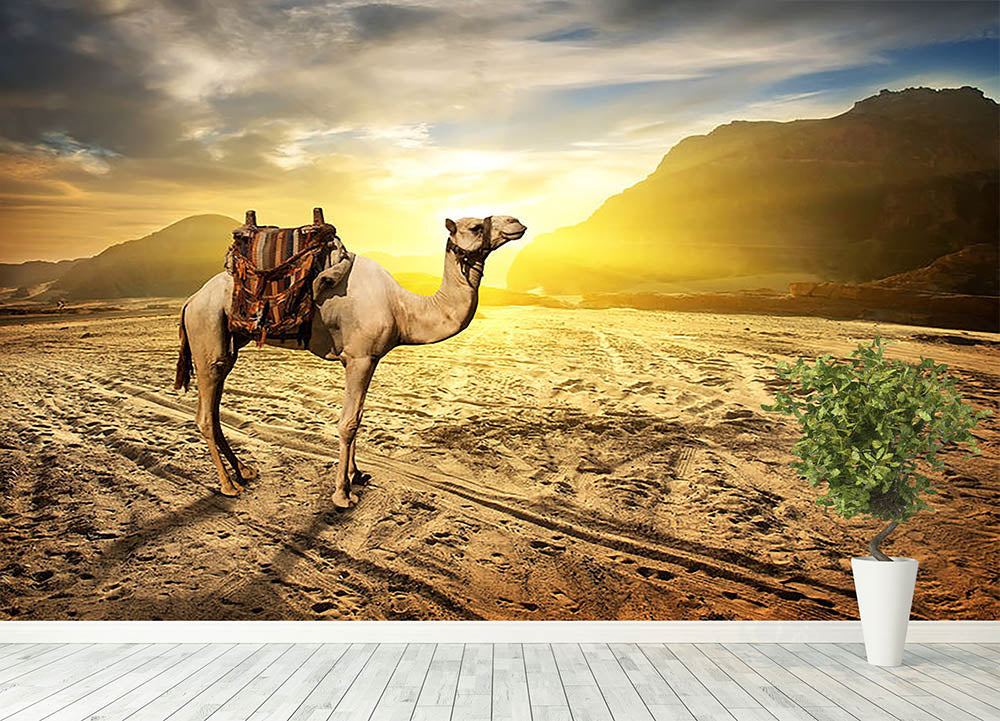 Camel in sandy desert near mountains at sunset Wall Mural Wallpaper - Canvas Art Rocks - 4