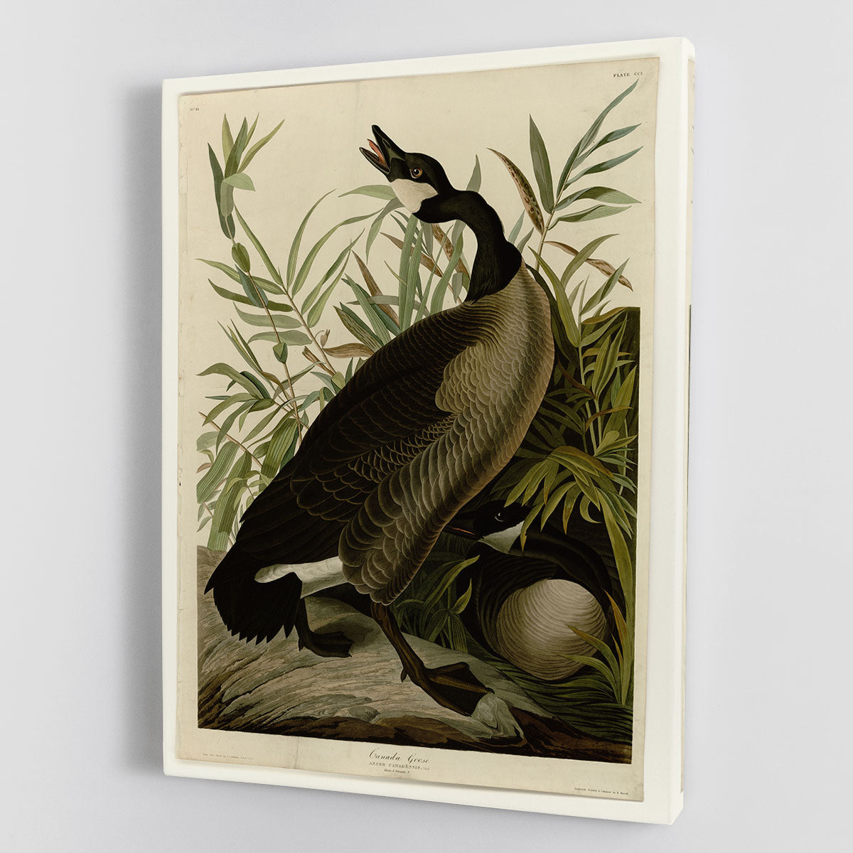 Canada Goose by Audubon Canvas Print or Poster - Canvas Art Rocks - 1