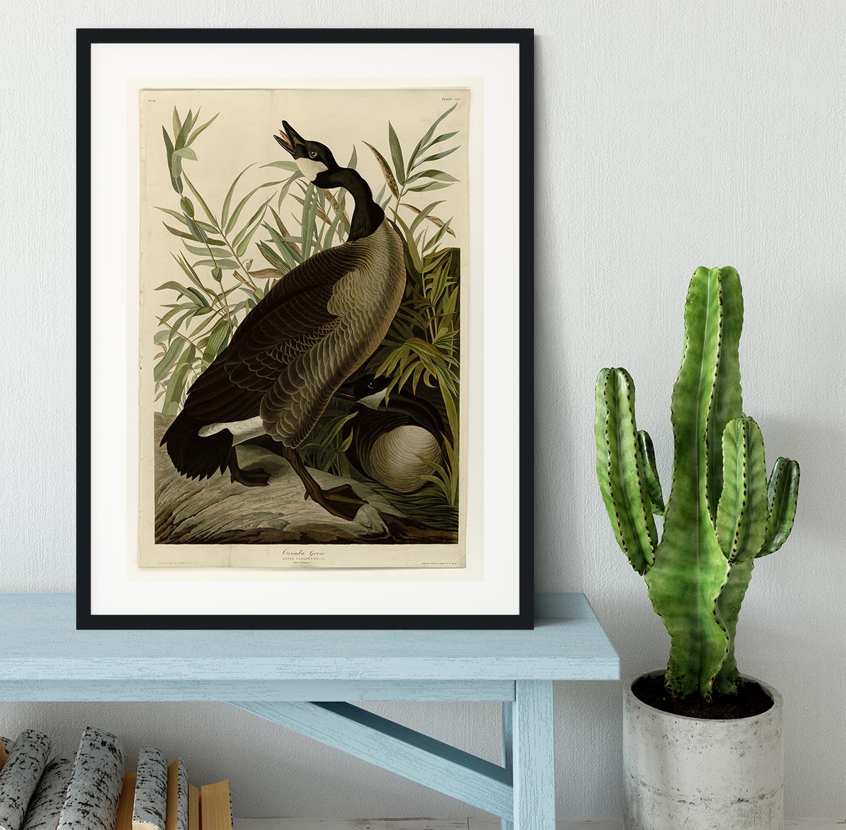 Canada Goose by Audubon Framed Print - Canvas Art Rocks - 1