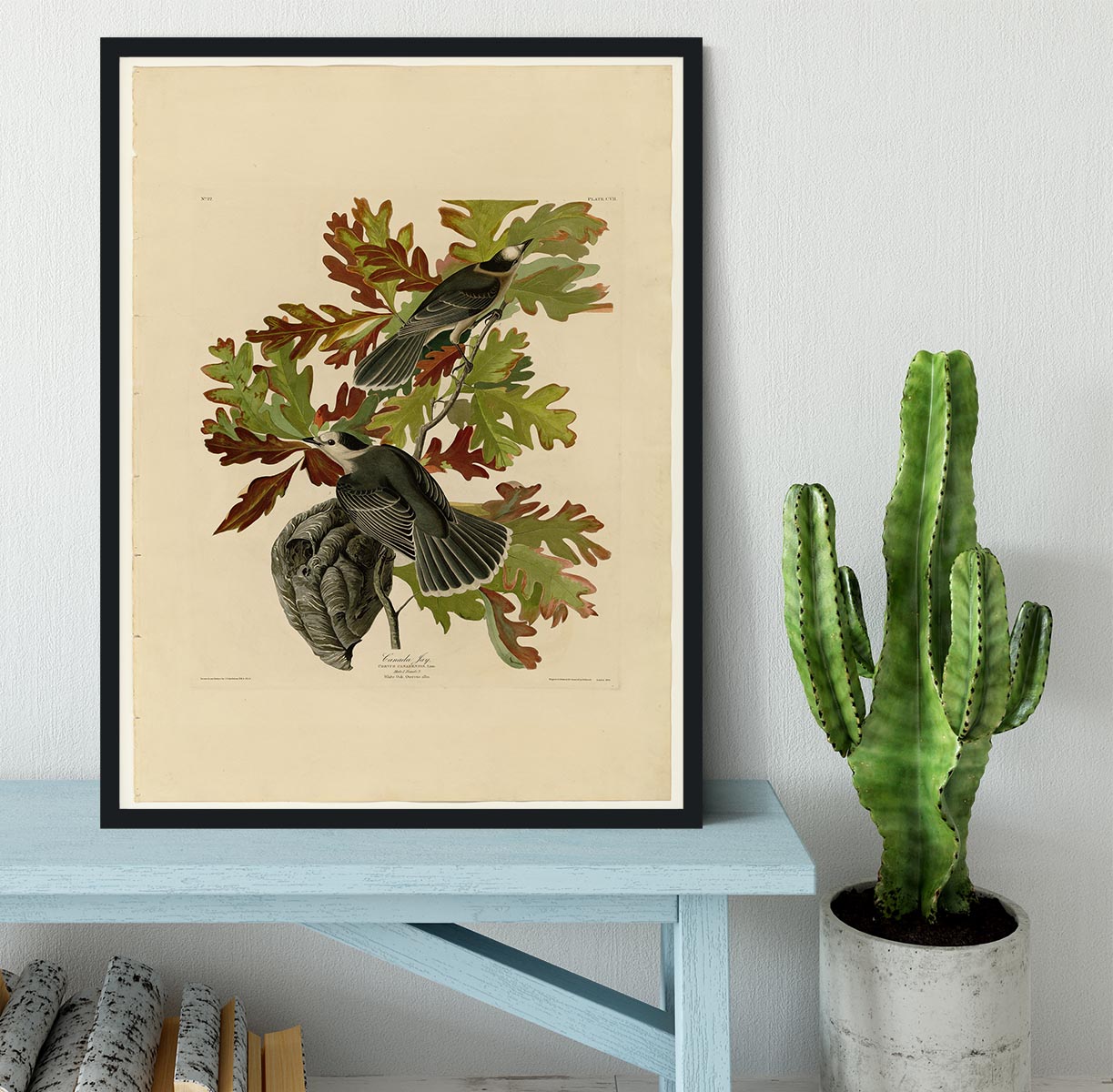 Canada Jay by Audubon Framed Print - Canvas Art Rocks - 2