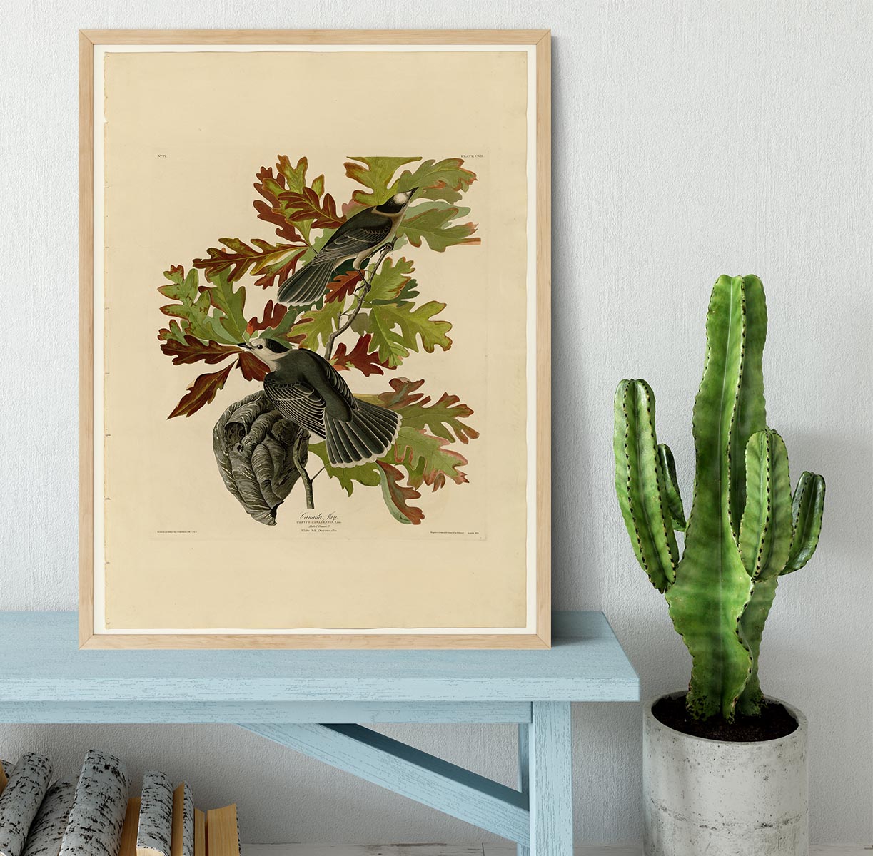 Canada Jay by Audubon Framed Print - Canvas Art Rocks - 4