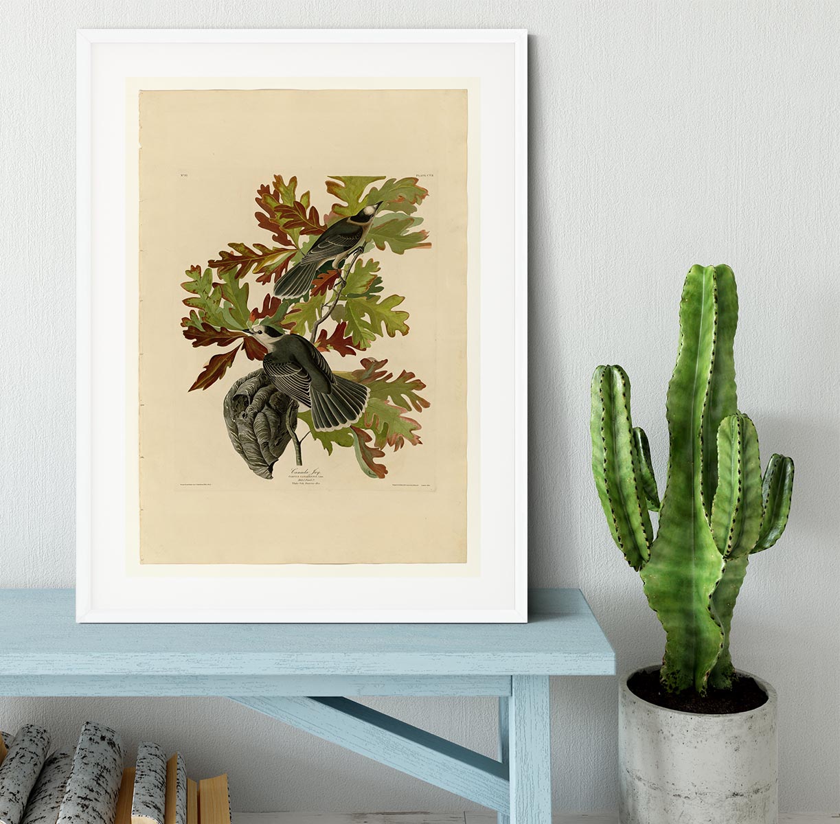 Canada Jay by Audubon Framed Print - Canvas Art Rocks - 5