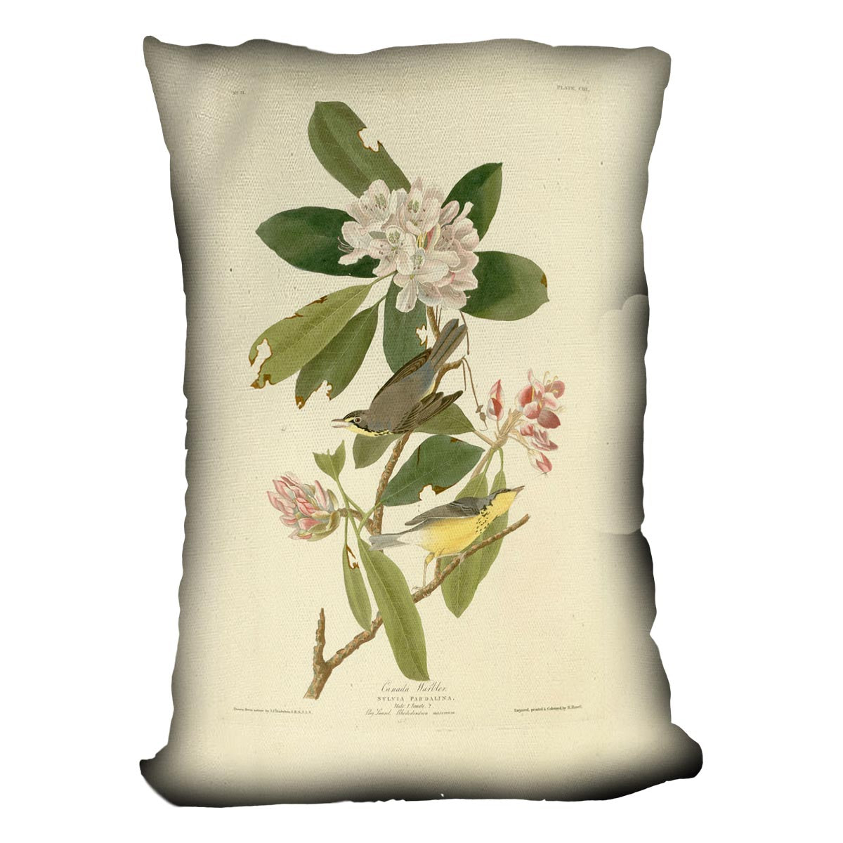 Canada Warbler by Audubon Cushion