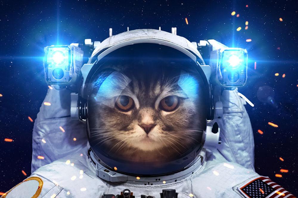 Cat in Space Wall Mural Wallpaper - Canvas Art Rocks - 1