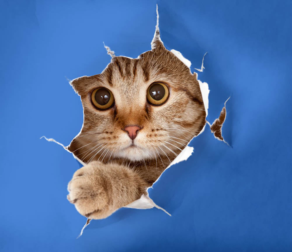 Cat in blue chromakey paper hole Wall Mural Wallpaper - Canvas Art Rocks - 1