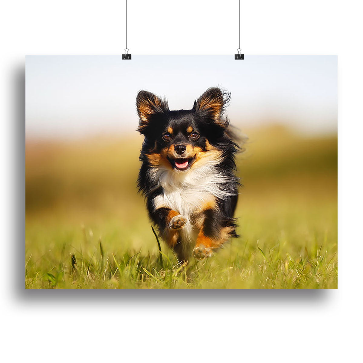 Chihuahua dog running towards the camera in a grass field Canvas Print or Poster - Canvas Art Rocks - 2