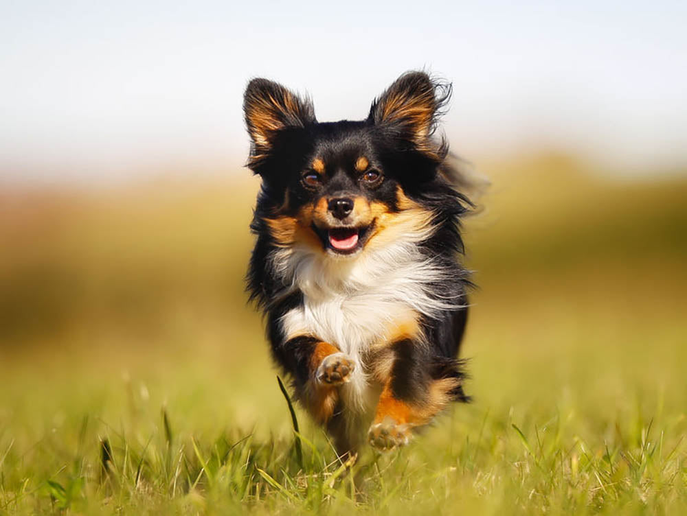 Chihuahua dog running towards the camera in a grass field Wall Mural Wallpaper - Canvas Art Rocks - 1