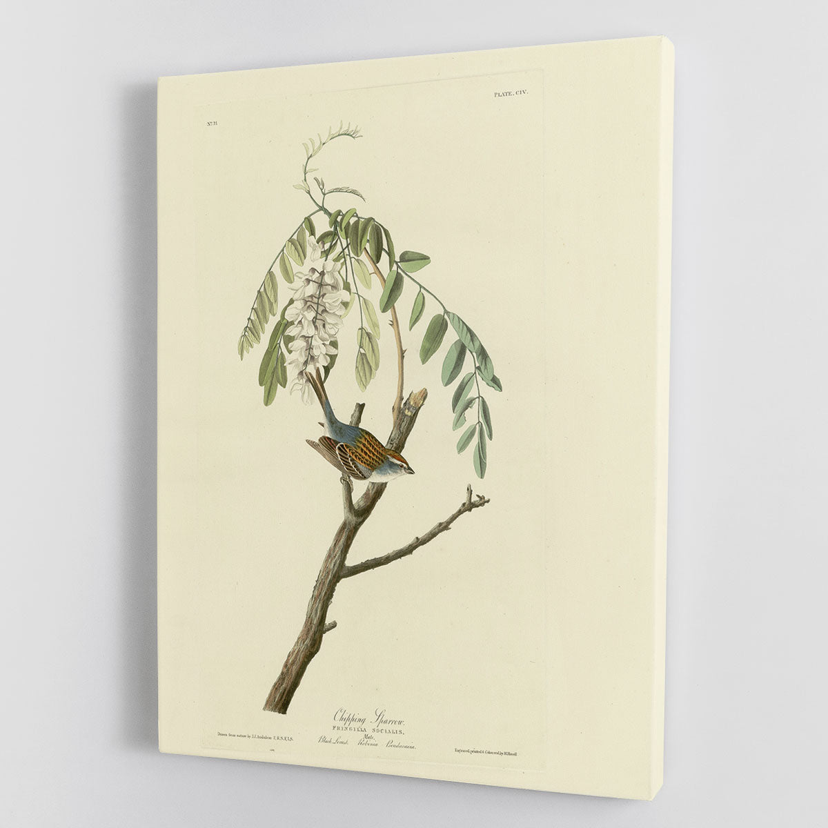 Chipping Sparrow by Audubon Canvas Print or Poster - Canvas Art Rocks - 1