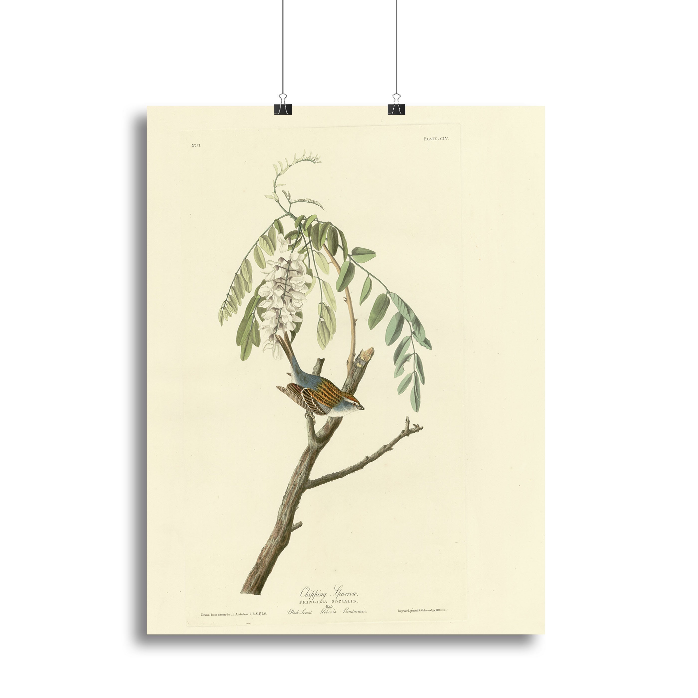 Chipping Sparrow by Audubon Canvas Print or Poster - Canvas Art Rocks - 2