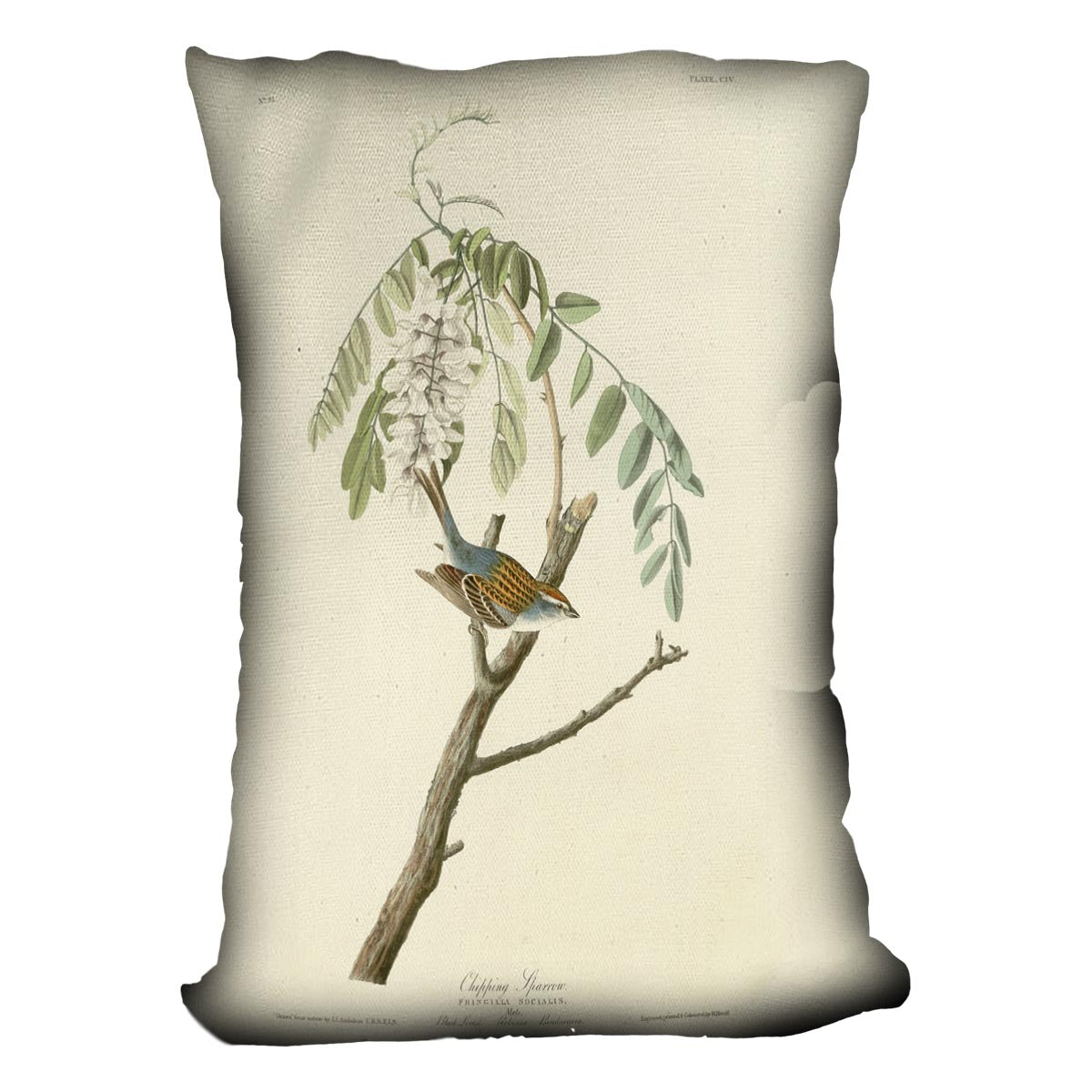 Chipping Sparrow by Audubon Cushion