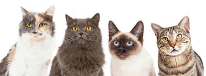 Close-up image of four different breed cats looking forward at the camera Wall Mural Wallpaper - Canvas Art Rocks - 1