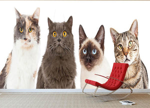 Close-up image of four different breed cats looking forward at the camera Wall Mural Wallpaper - Canvas Art Rocks - 2