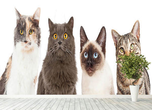 Close-up image of four different breed cats looking forward at the camera Wall Mural Wallpaper - Canvas Art Rocks - 4