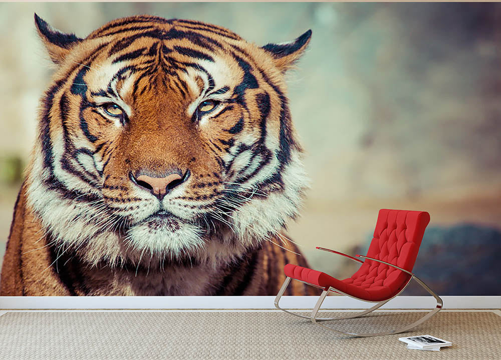 Close-up of a Tigers face Wall Mural Wallpaper - Canvas Art Rocks - 2