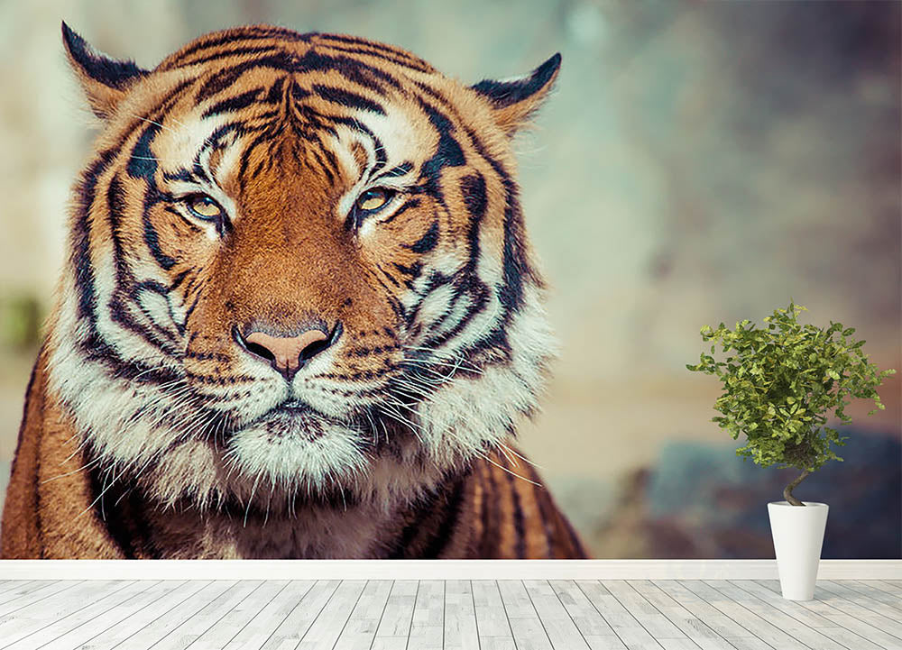 Close-up of a Tigers face Wall Mural Wallpaper - Canvas Art Rocks - 4