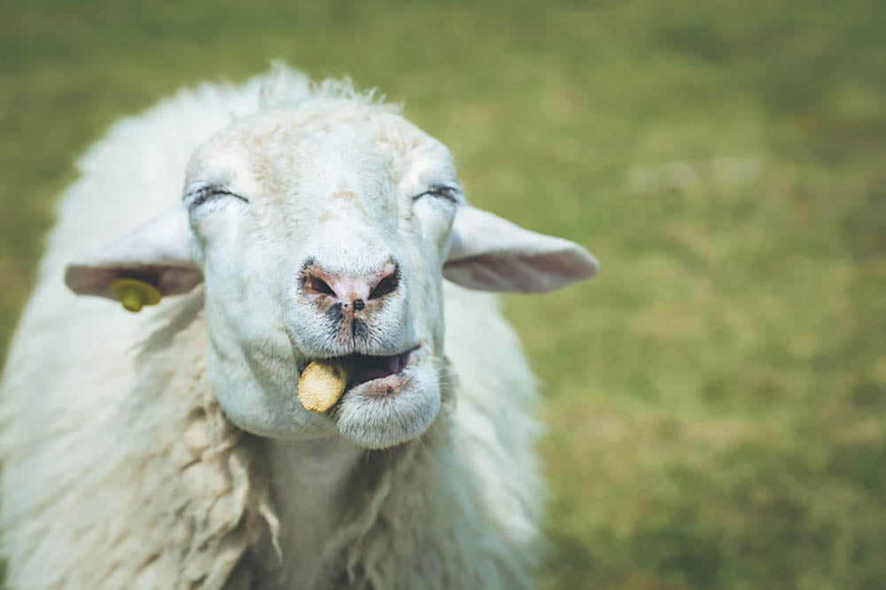 Close up head of sheep in farm Wall Mural Wallpaper - Canvas Art Rocks - 1