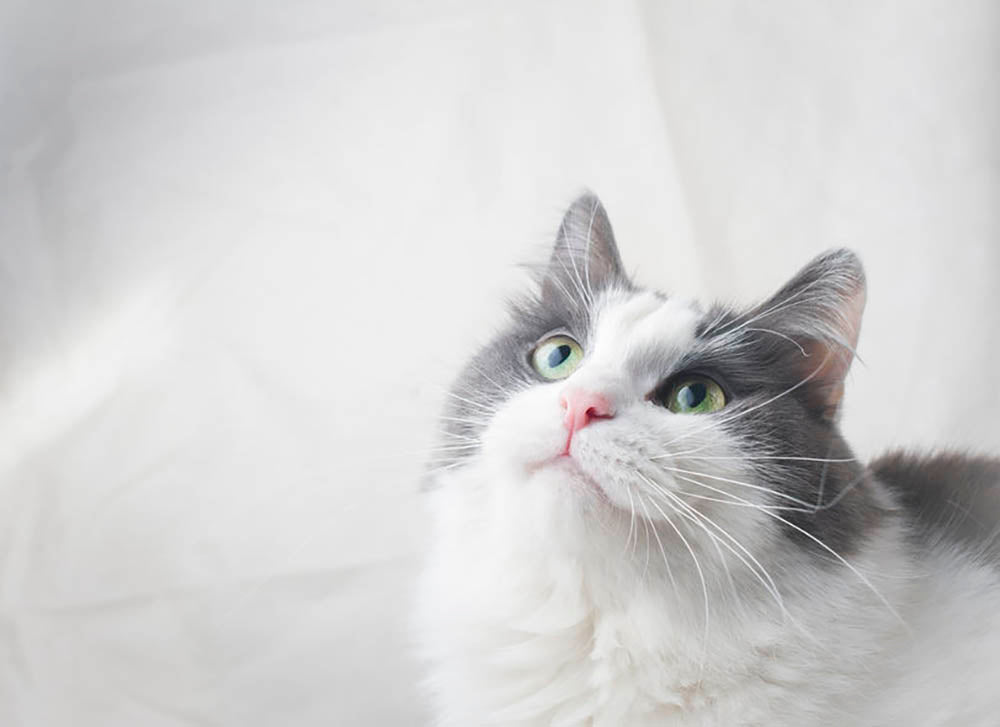 Curious cat looking up Wall Mural Wallpaper - Canvas Art Rocks - 1