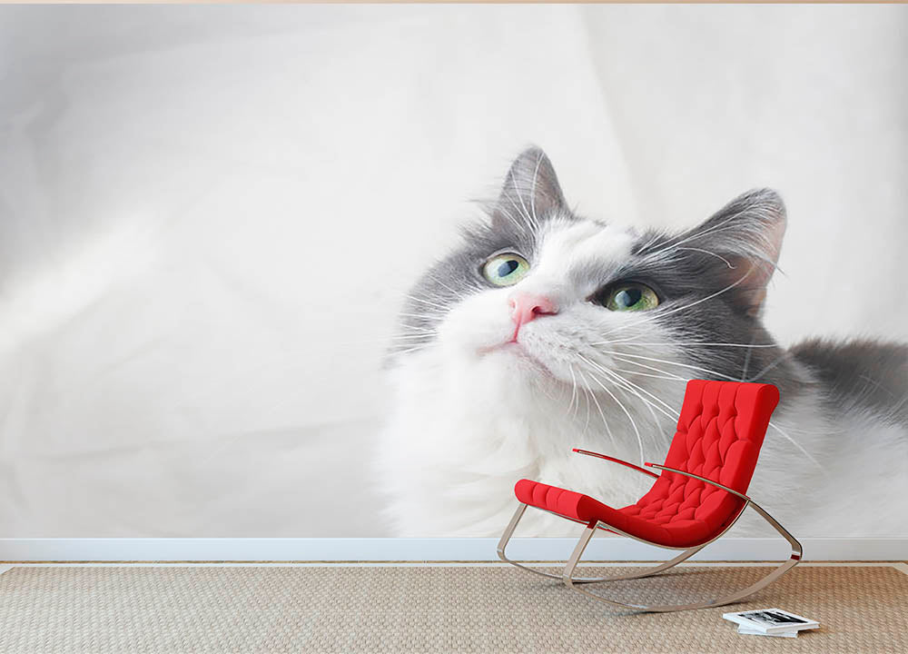 Curious cat looking up Wall Mural Wallpaper - Canvas Art Rocks - 2