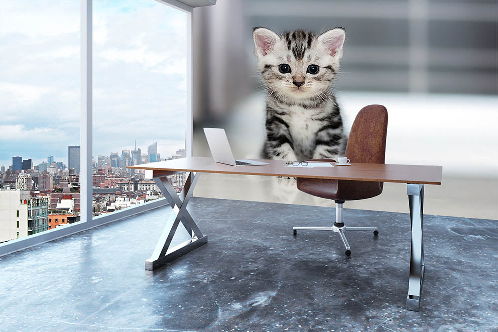 Cute American shorthair cat kitten Wall Mural Wallpaper - Canvas Art Rocks - 3