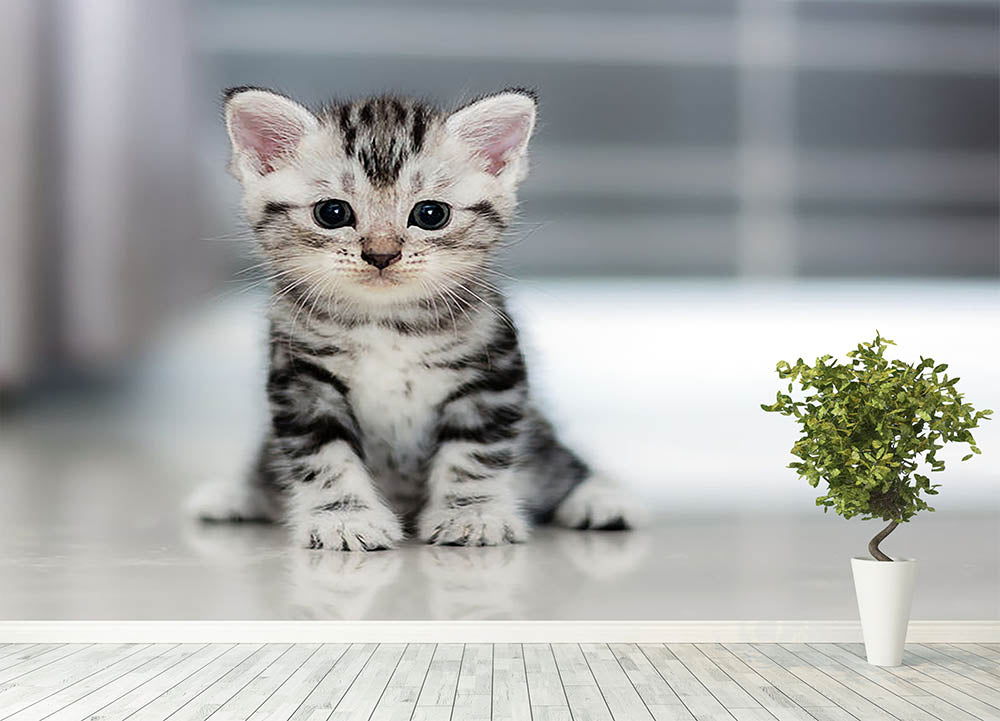 Cute American shorthair cat kitten Wall Mural Wallpaper - Canvas Art Rocks - 4