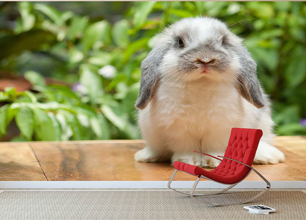 Cute holland lop rabbit Wall Mural Wallpaper - Canvas Art Rocks - 2