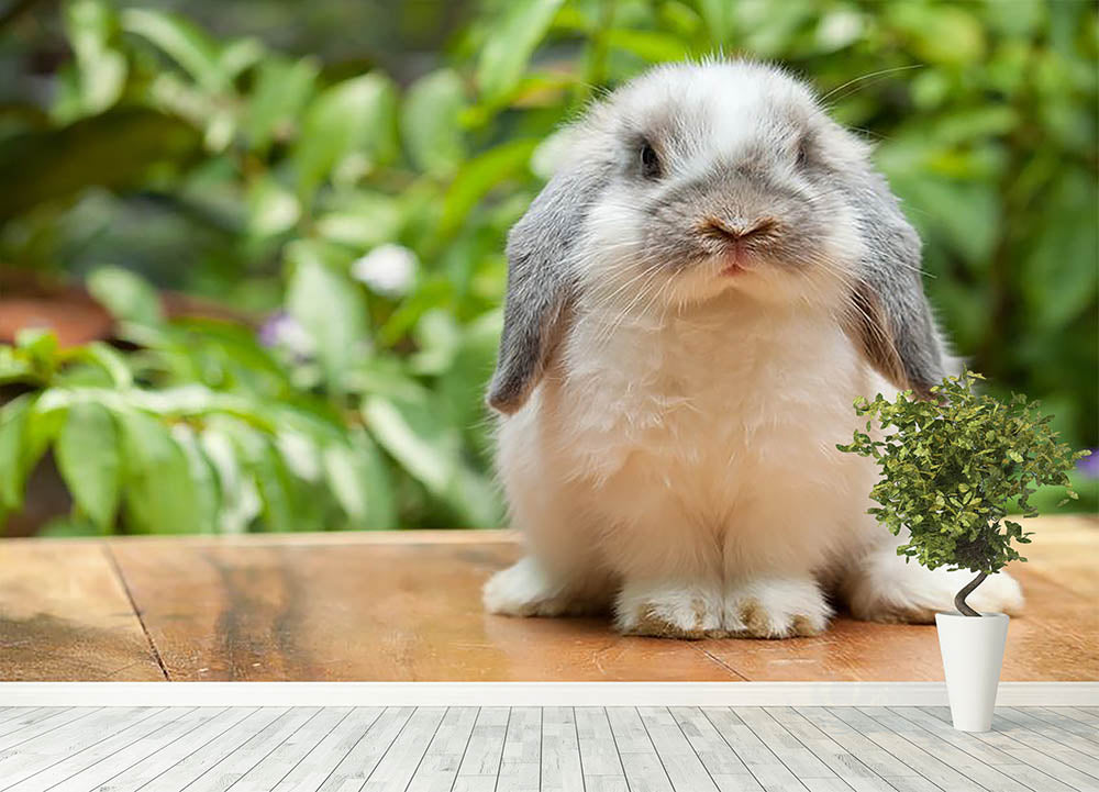 Cute holland lop rabbit Wall Mural Wallpaper - Canvas Art Rocks - 4