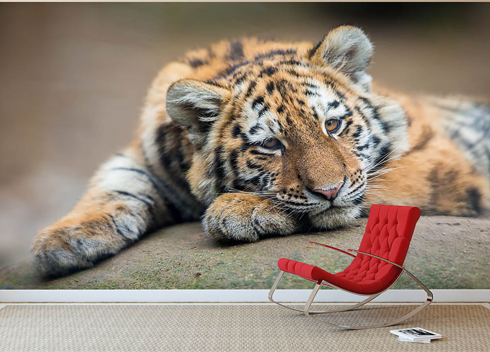 Cute tiger cub resting lazily Wall Mural Wallpaper - Canvas Art Rocks - 2