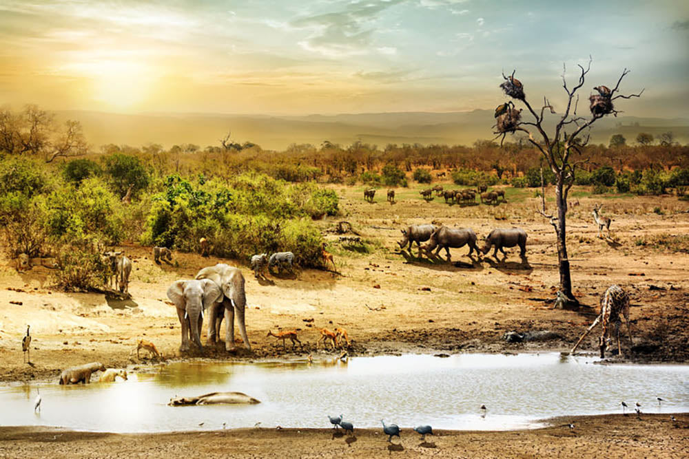 Dreamy scene of common South African safari Wall Mural Wallpaper - Canvas Art Rocks - 1