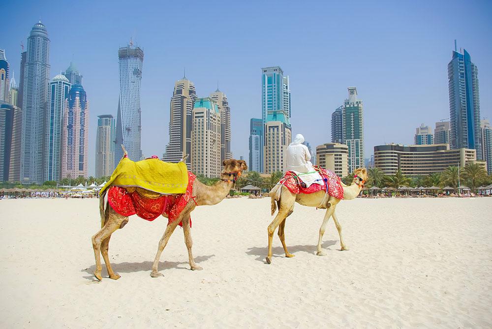 Dubai Camel on the town scape backround Wall Mural Wallpaper - Canvas Art Rocks - 1