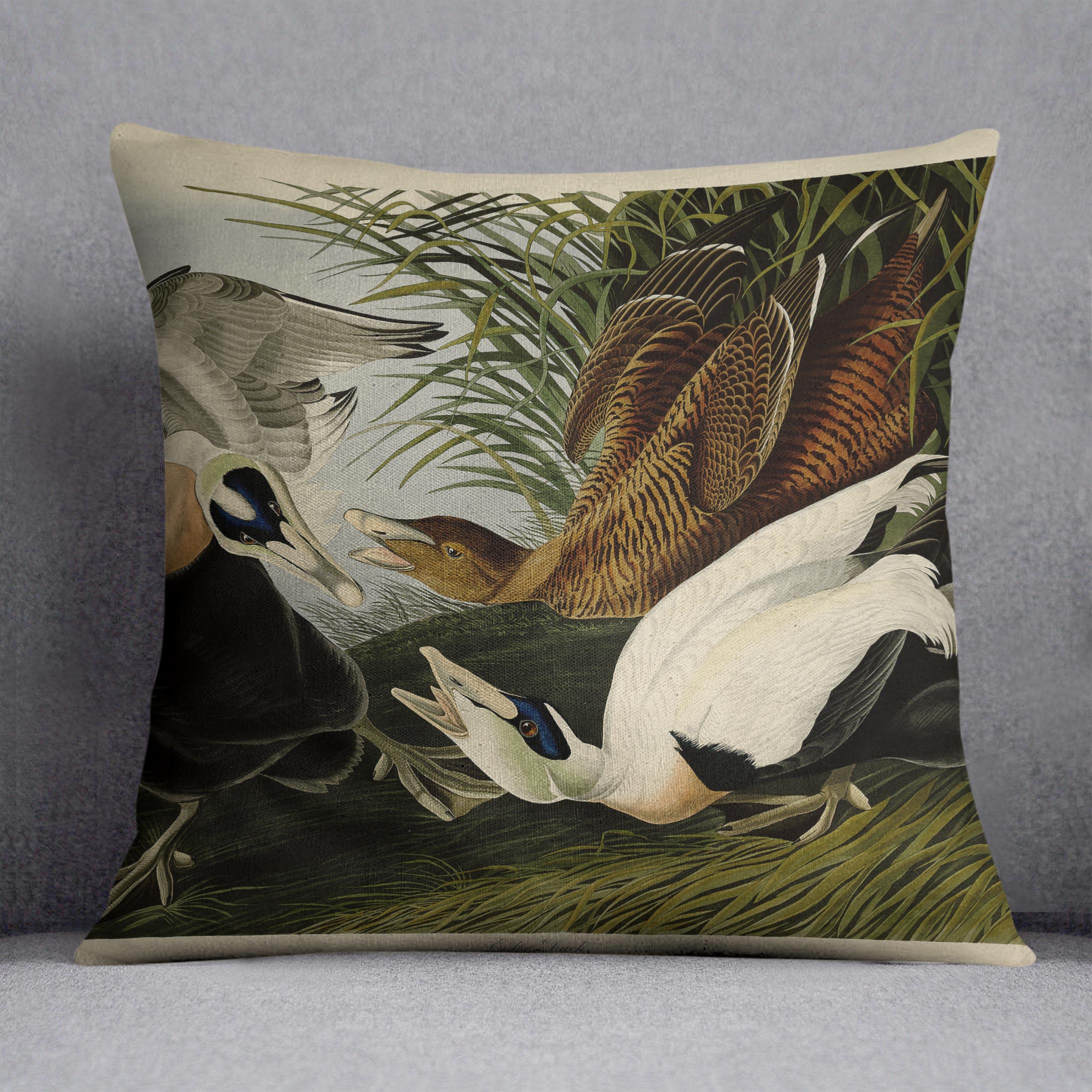 Eider Duck by Audubon Cushion