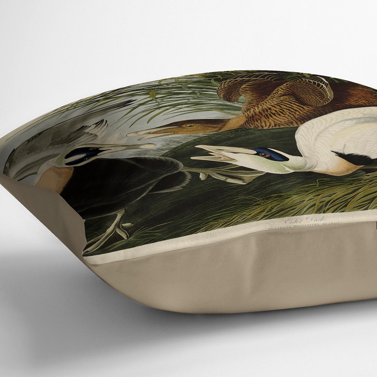 Eider Duck by Audubon Cushion