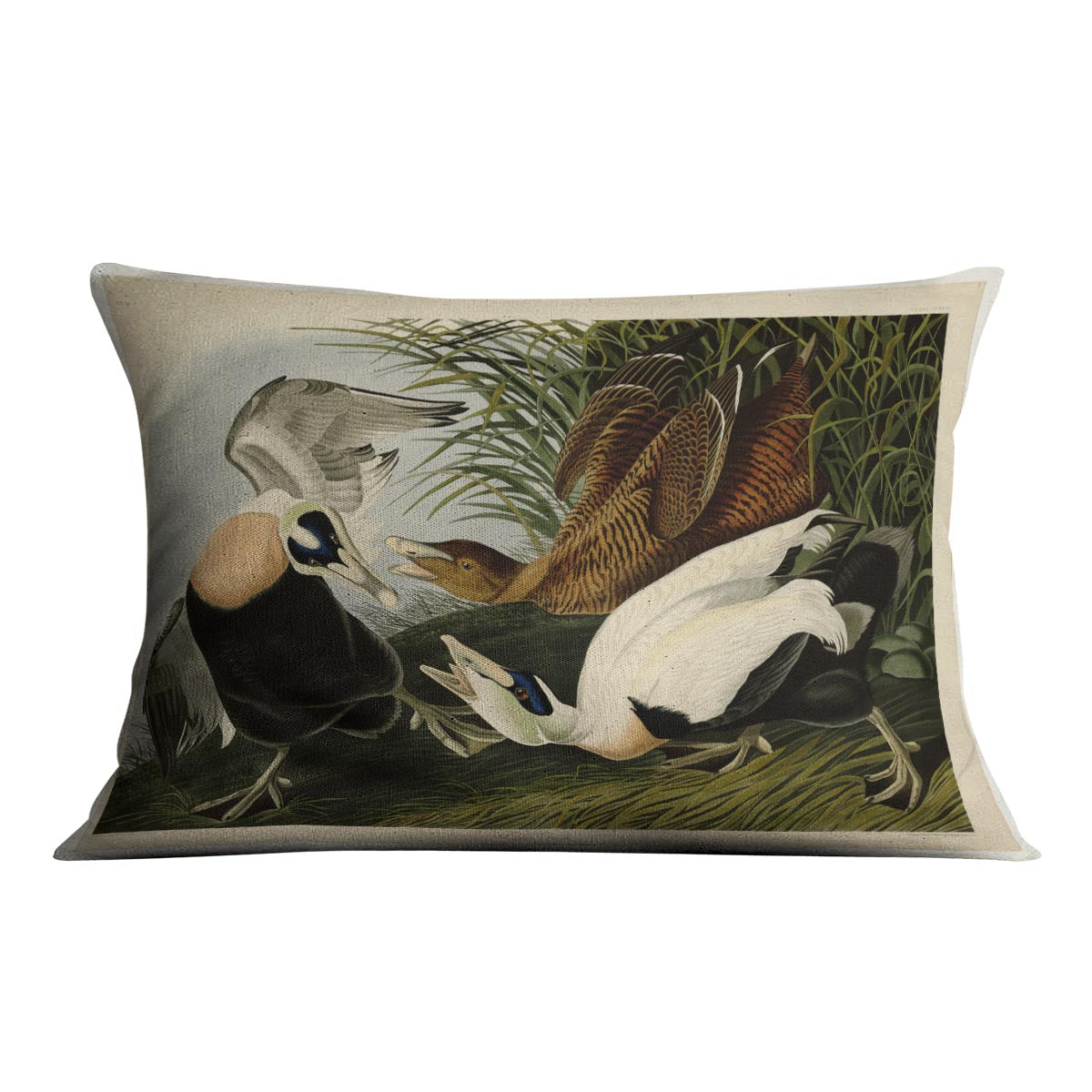 Eider Duck by Audubon Cushion