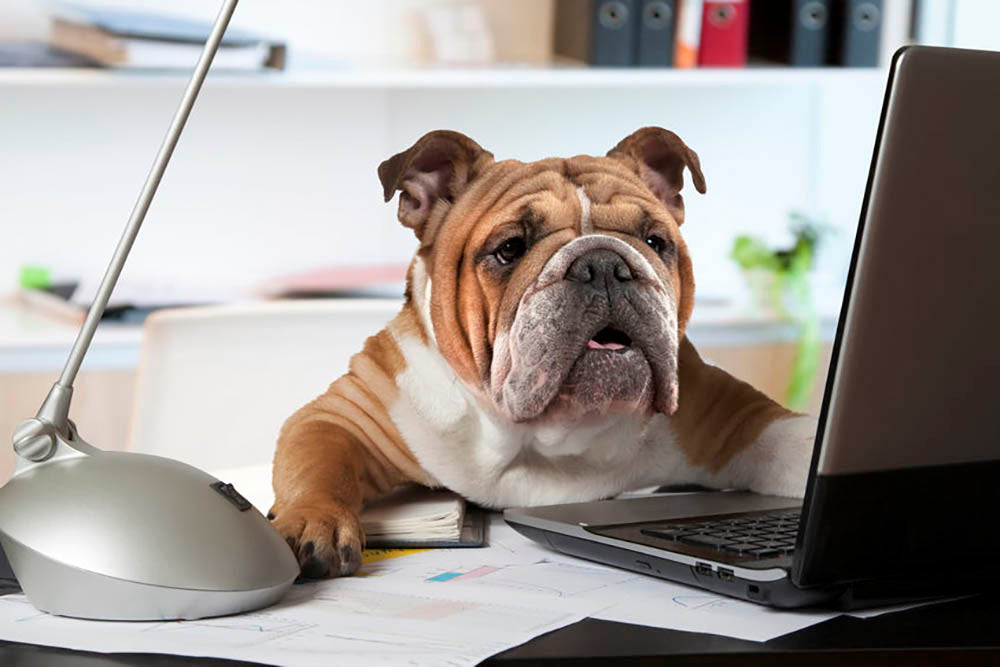 English Bulldog sitting at a desk Wall Mural Wallpaper - Canvas Art Rocks - 1