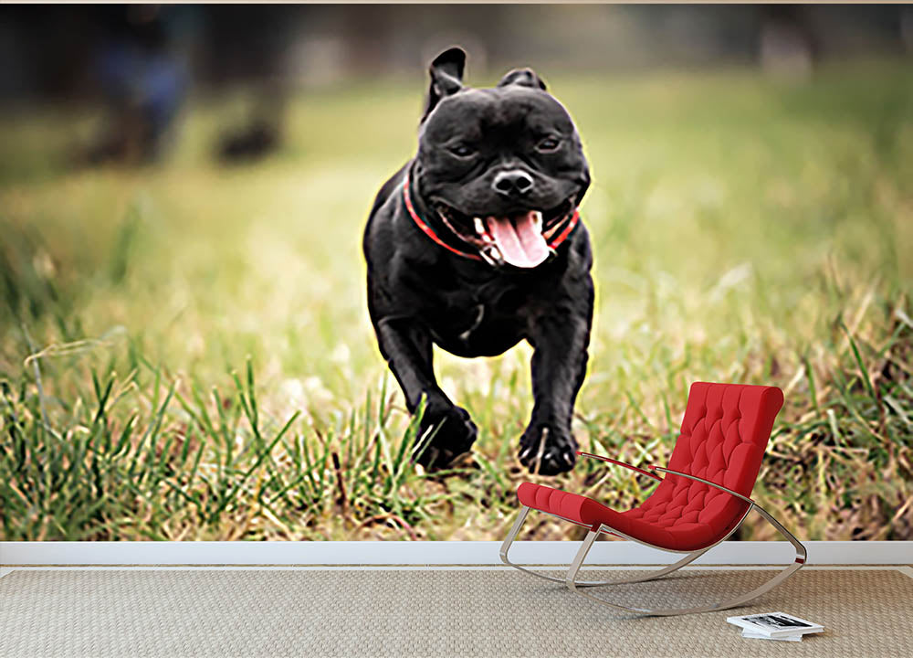 English staffordshire bull terrier running in road Wall Mural Wallpaper - Canvas Art Rocks - 2
