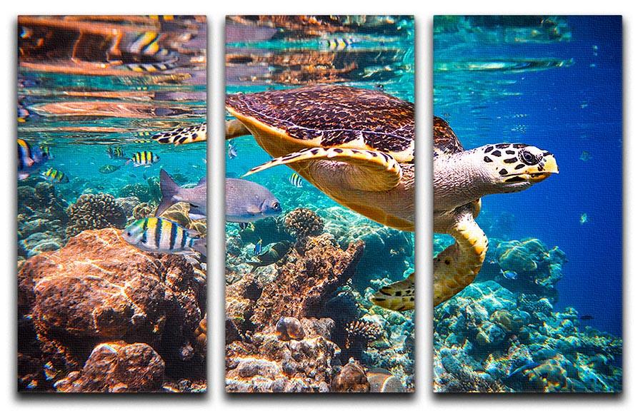 Eretmochelys imbricata 3 Split Panel Canvas Print - Canvas Art Rocks - 1