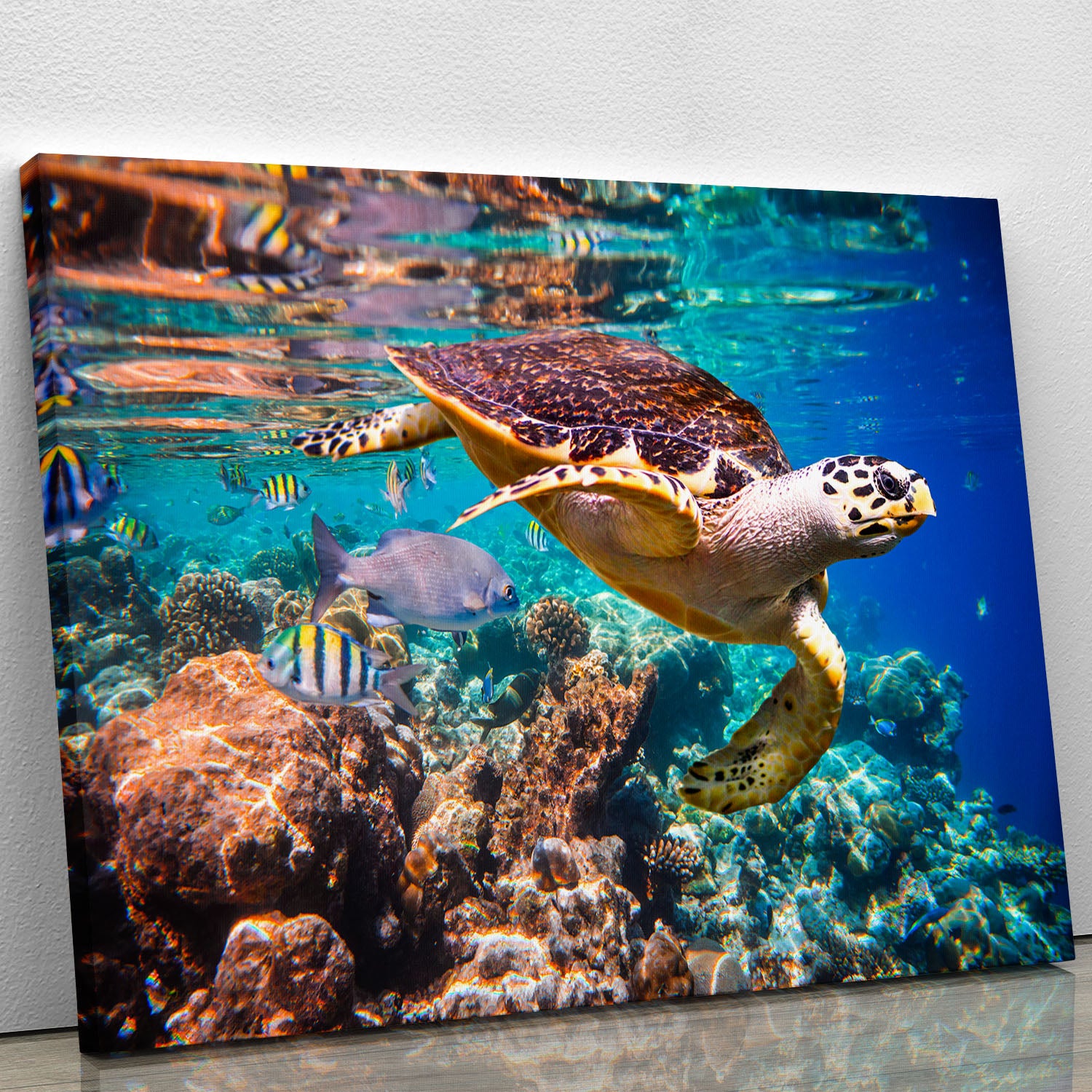 Eretmochelys imbricata Canvas Print or Poster - Canvas Art Rocks - 1