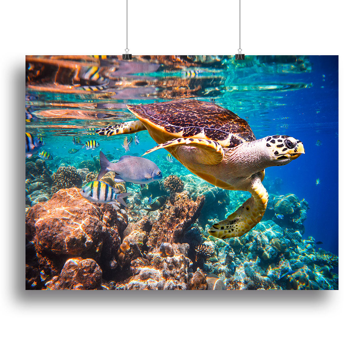 Eretmochelys imbricata Canvas Print or Poster - Canvas Art Rocks - 2