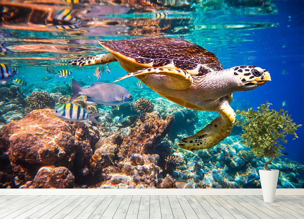 Eretmochelys imbricata Wall Mural Wallpaper - Canvas Art Rocks - 4