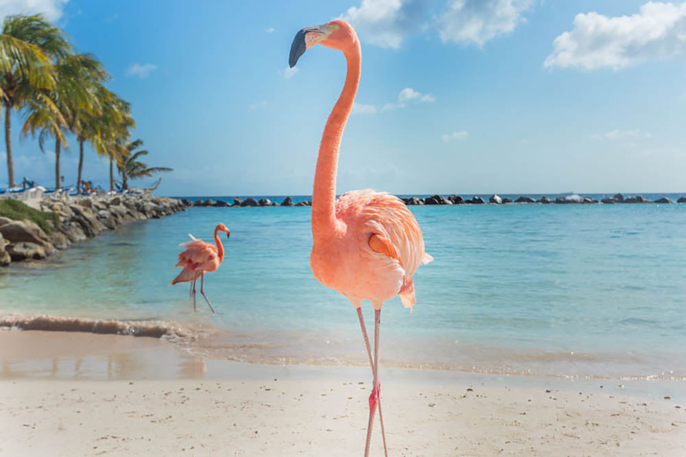 Flamingos on the Aruba beach Wall Mural Wallpaper - Canvas Art Rocks - 1