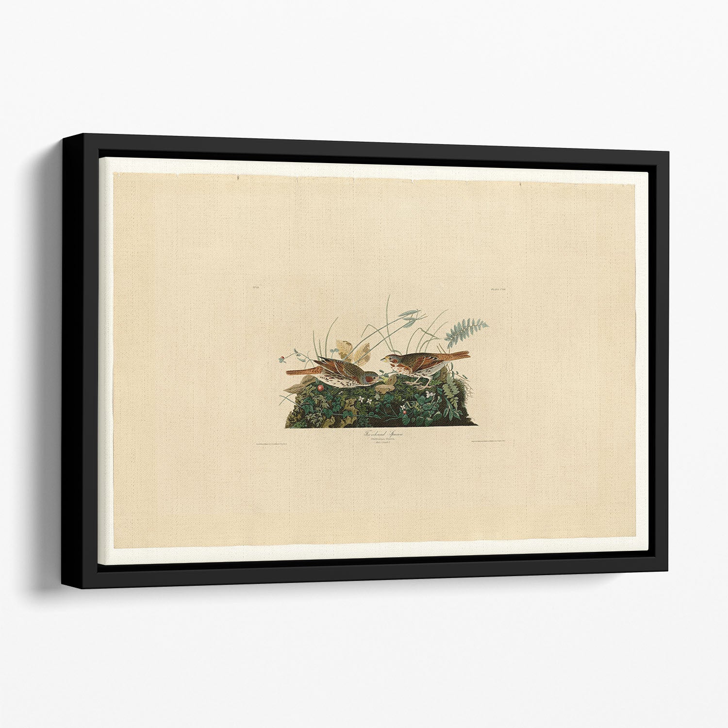 Fox coloured Sparrow by Audubon Floating Framed Canvas