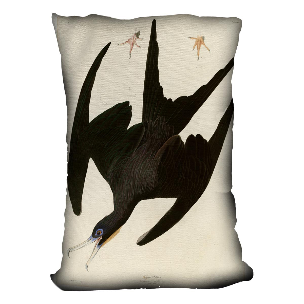 Frigate Pelican by Audubon Cushion