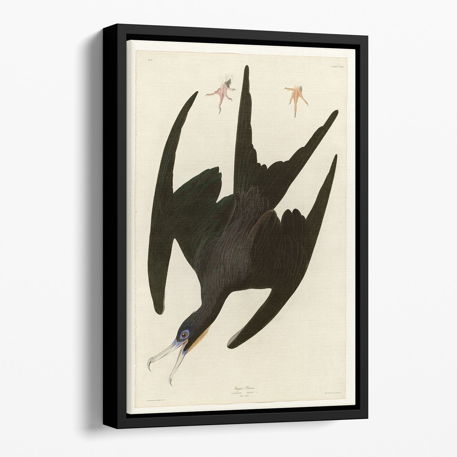 Frigate Pelican by Audubon Floating Framed Canvas